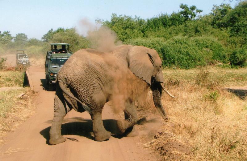 Safari in Tanzania